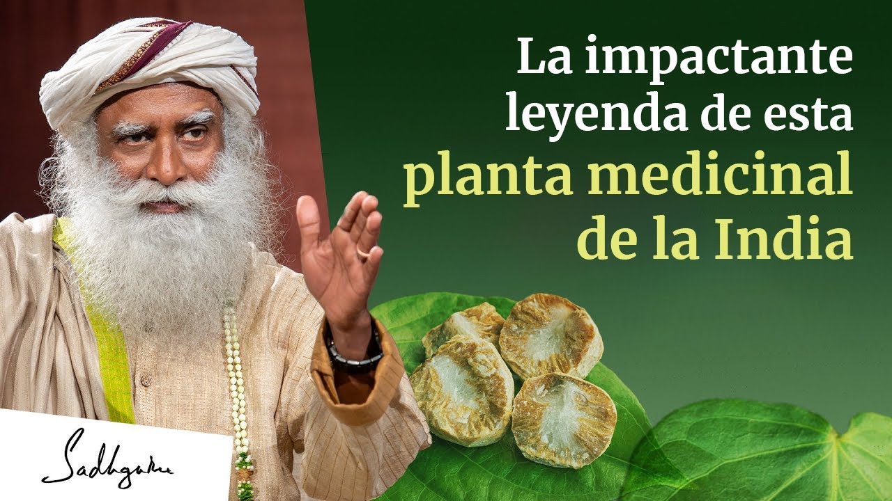 La impactante leyenda de esta planta medicinal de la India | Sadhguru Español, voz doblada con IA