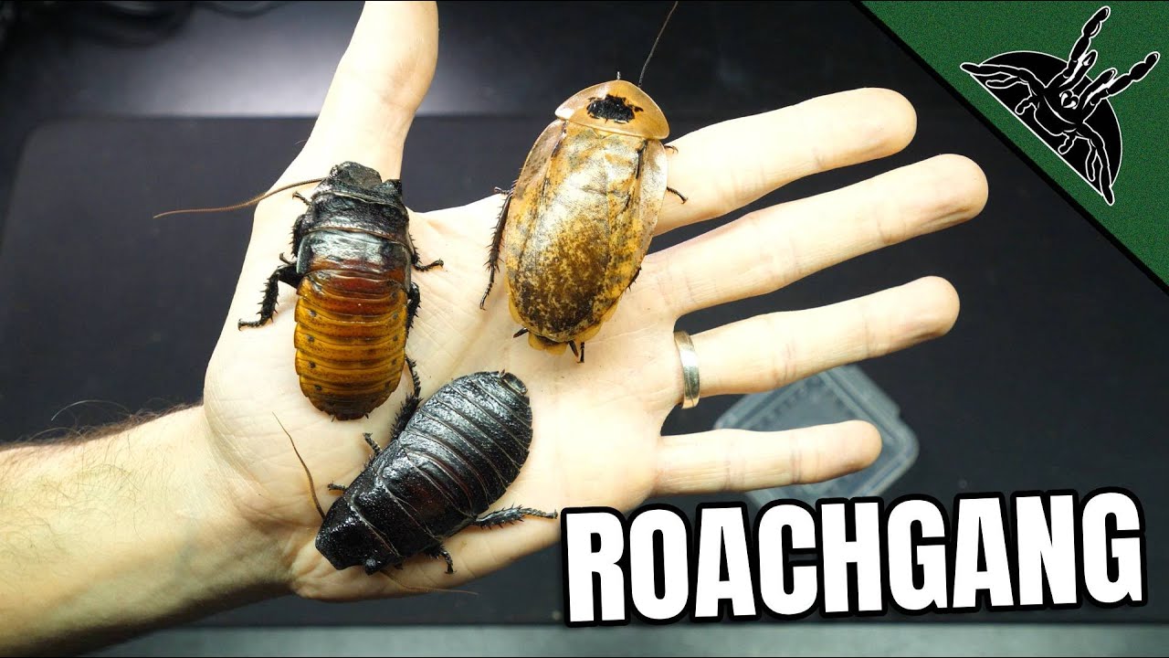12 DIFFERENT Roach Colonies!