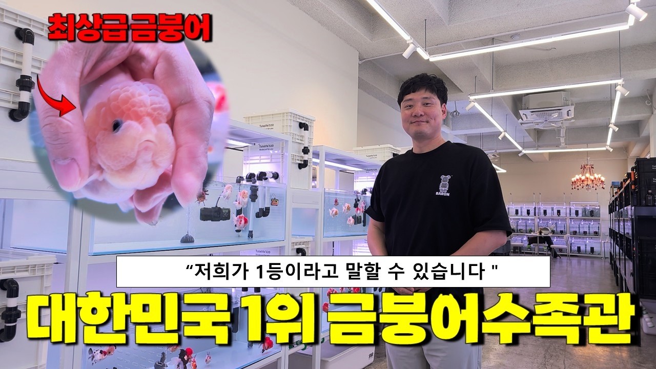 오직 '금붕어' 한종류만 판매하는 놀라운 수족관을 방문했습니다.