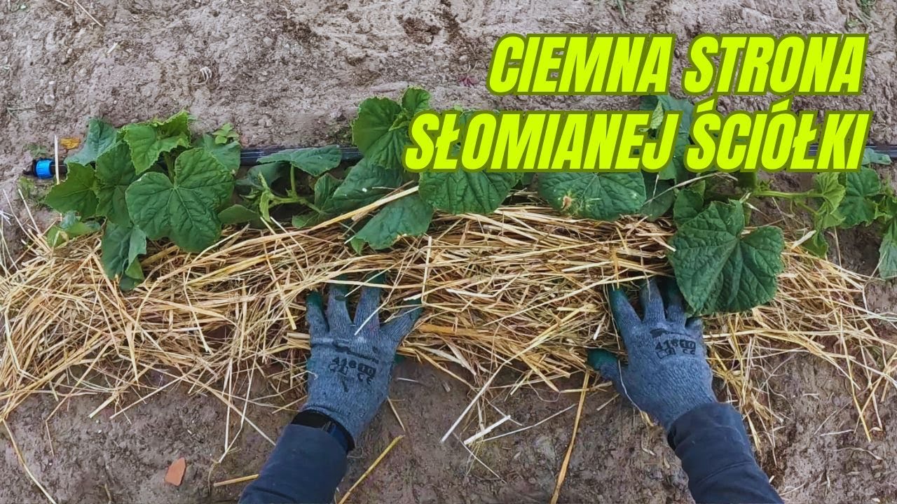 Wady ściółkowania słomą – zanim rozłożysz, zobacz ten film