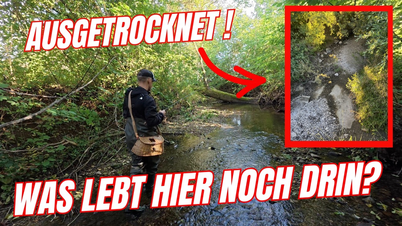 Bach ist ausgetrocknet! 😳Lebt in diesem Bach noch etwas?🤷🏽‍♂️