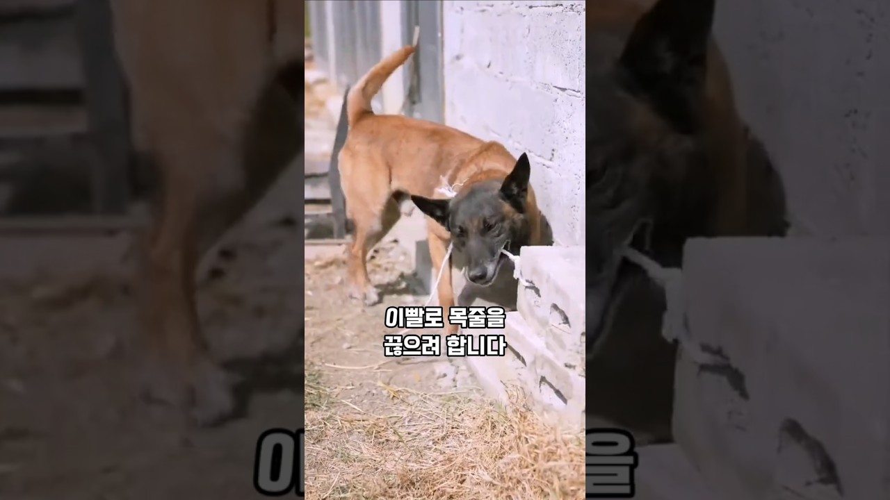 질식사 당할 뻔 한 도둑에게 댕댕이가 보여준 반전