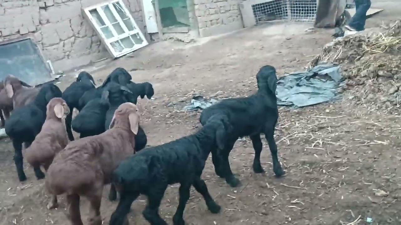 Стоп фурухта шуд нох Фархори бостони 