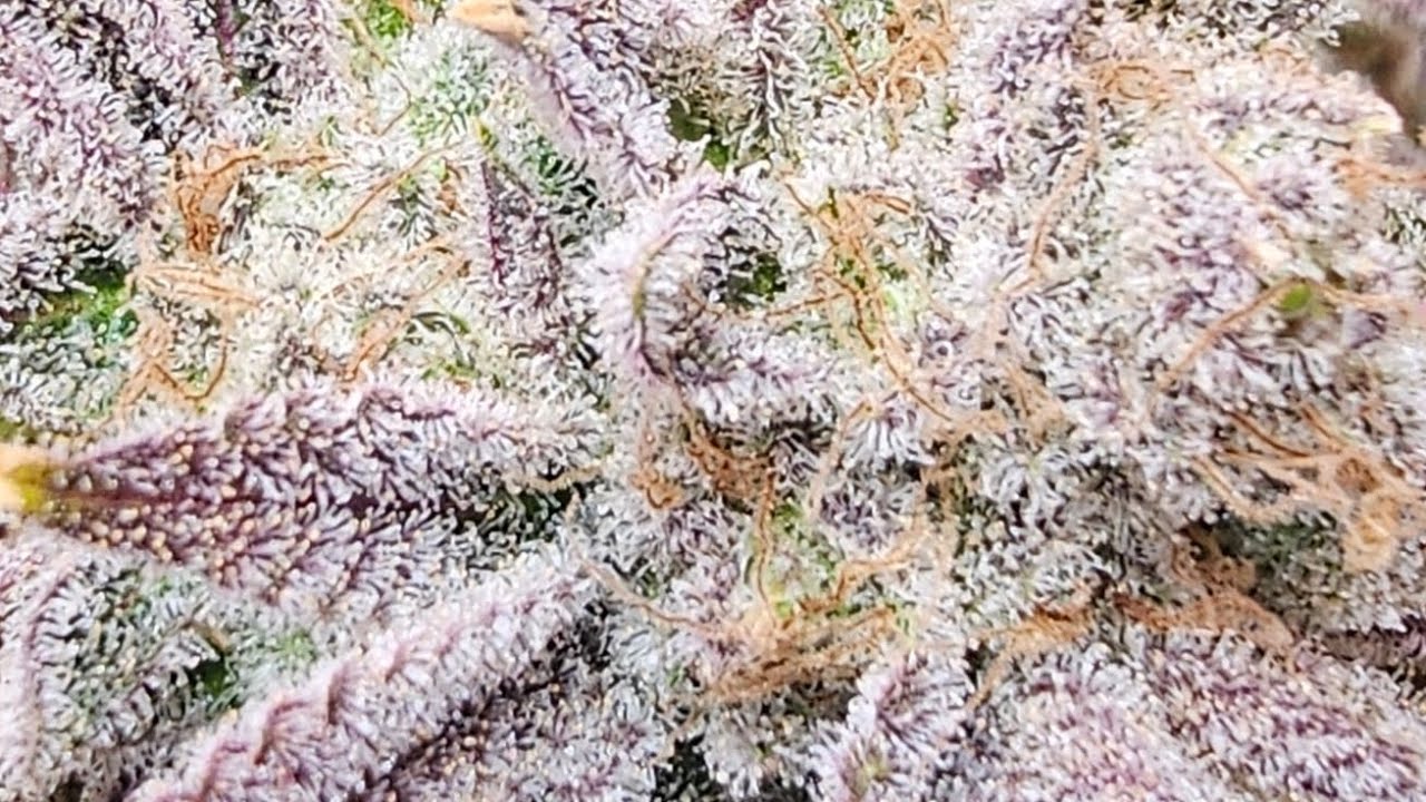 Prize Pheno - Fat Bastard strain by Blimburn Seeds - 2nd Experiment