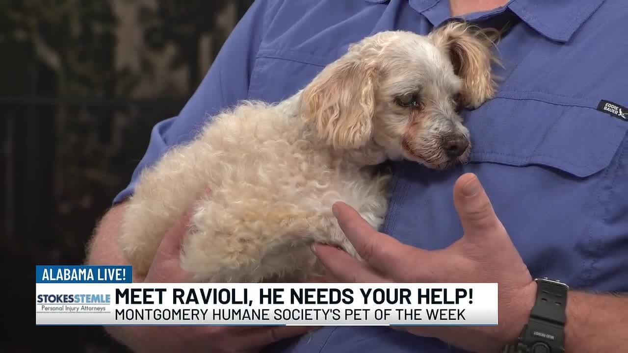Pet of the Week: Meet Ravioli