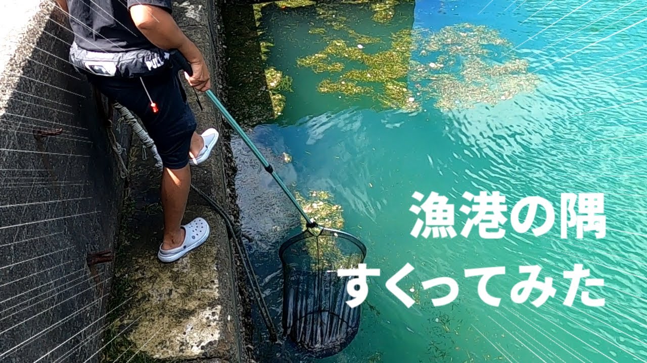 漁港のゴミから発見したのは！？ 和歌山　南紀　岸壁採集