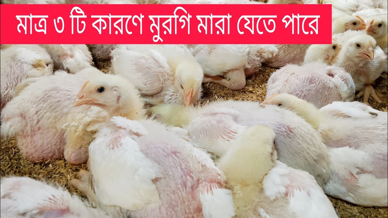 মাত্র ৩ টি কারণে মুরগি সব মারা যেতে পারে | এই ৩ টি ভুল কখনো করবেন না