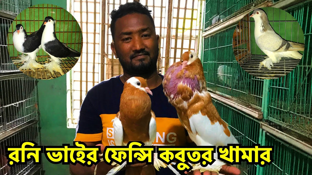 রনি ভাইের ফেন্সি কবুতরের খামার | খামার থেকে সুস্থ সবল কবুতর কিনুন | Rony Pigeon Farm, Dhaka #146
