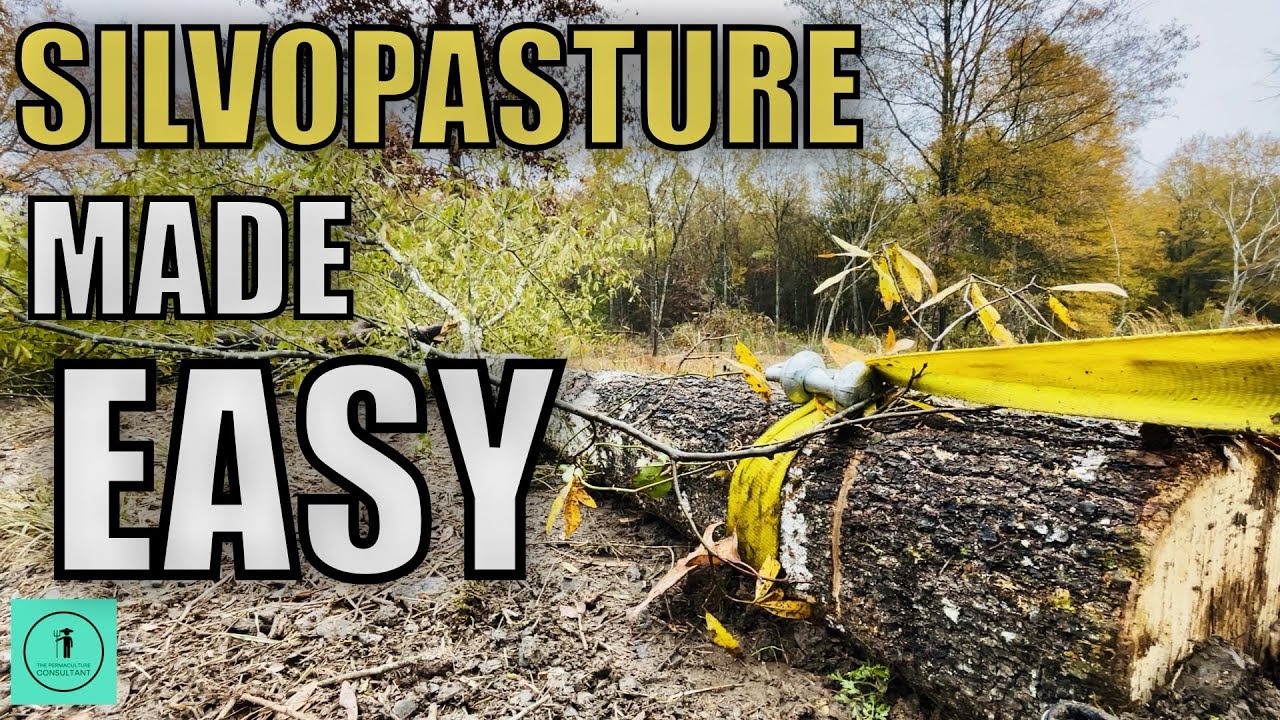 Transforming Overgrown Forest into Productive Pasture: Step-by-Step Guide to Silvopasture