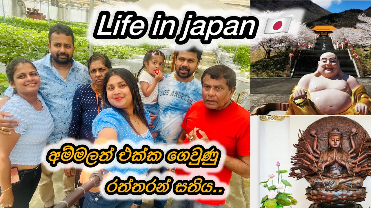 Strawberry’s Picking 🍓 |Visit Taiwan Temple 🇹🇼 රත්තරන් සතියේ සවාරිය 🤗 🇯🇵 🧿