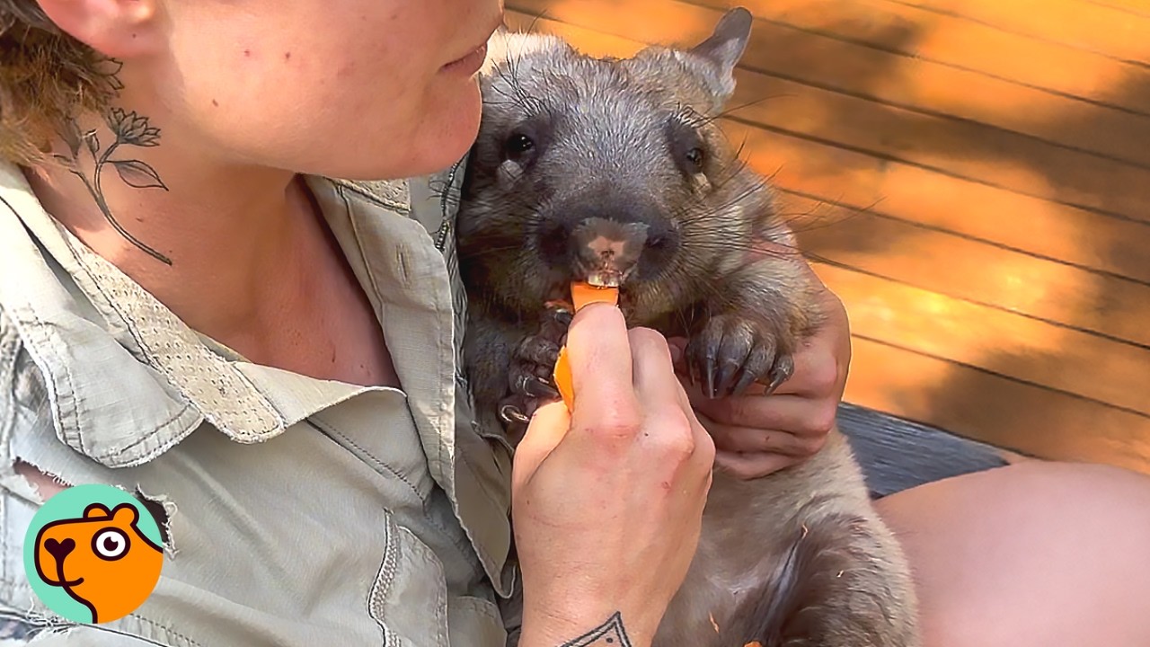 Baby Wombat Surprises Everyone With His BIG Attitude | Cuddle Buddies
