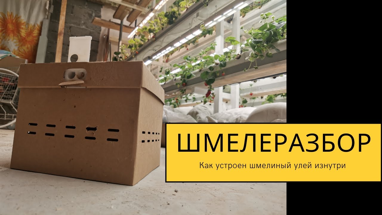 Вскрываем дом гигантских шмелей убийц