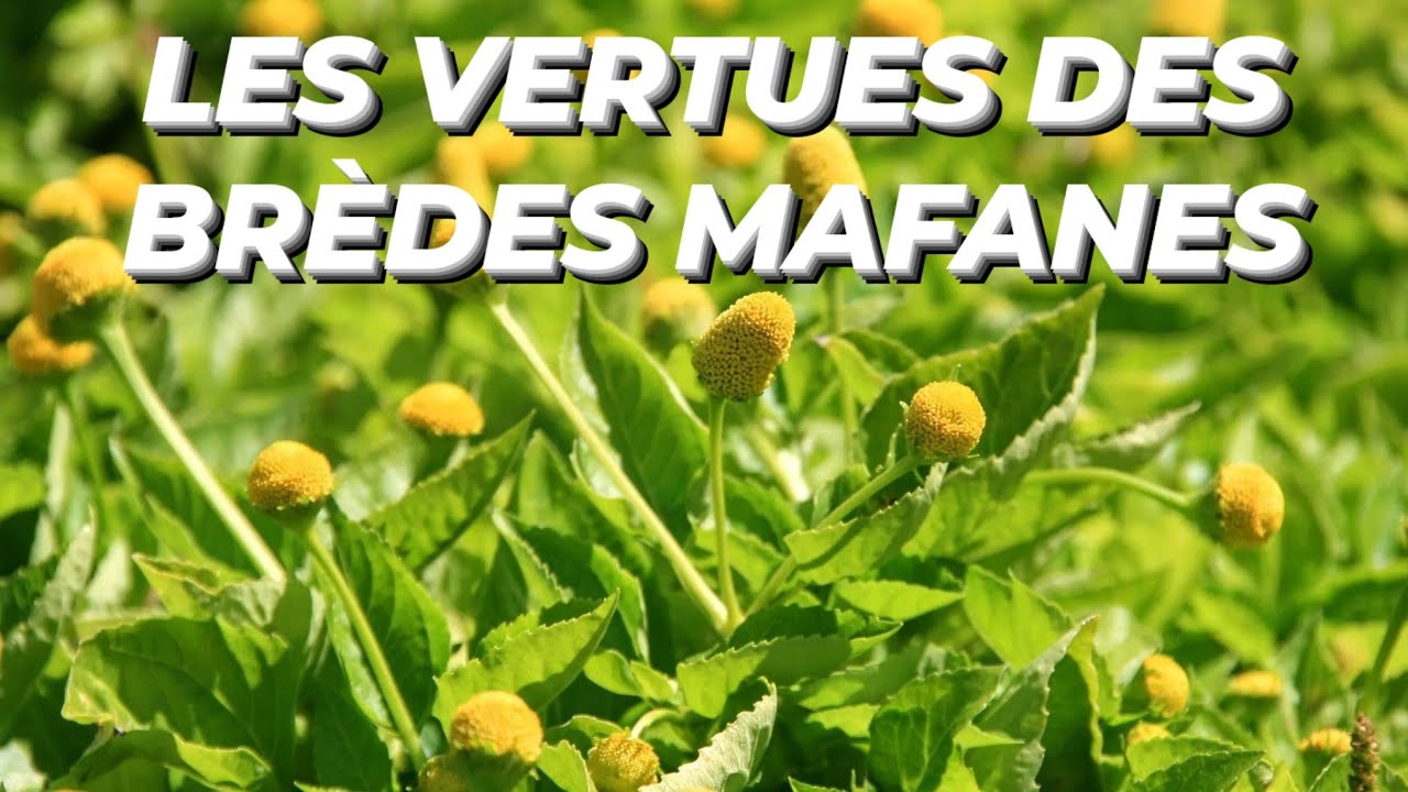 Brède mafane: Avantages sur la santé; Mode d’usage, propriétés, bienfaits . Paresthésie de choc