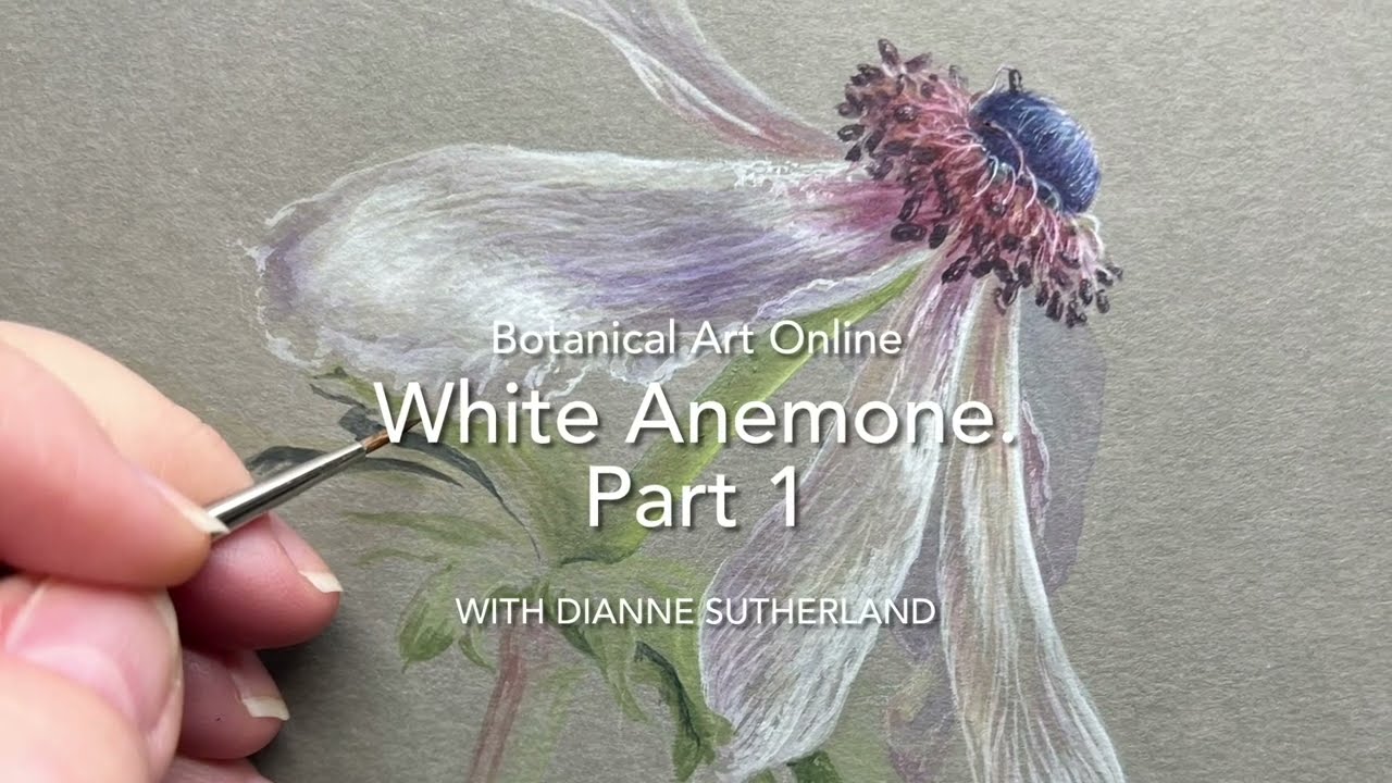 Faded white anemone on grey paper. Part 1