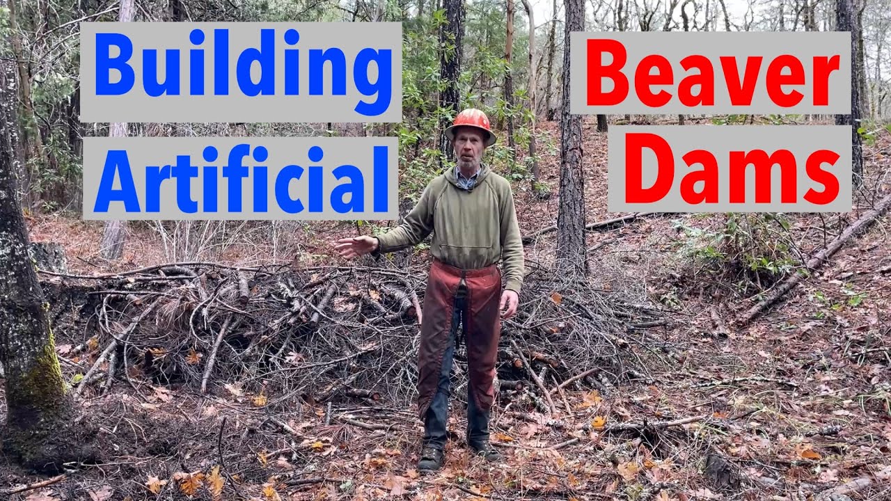 Building Artificial Beaver Dams for Land Restoration