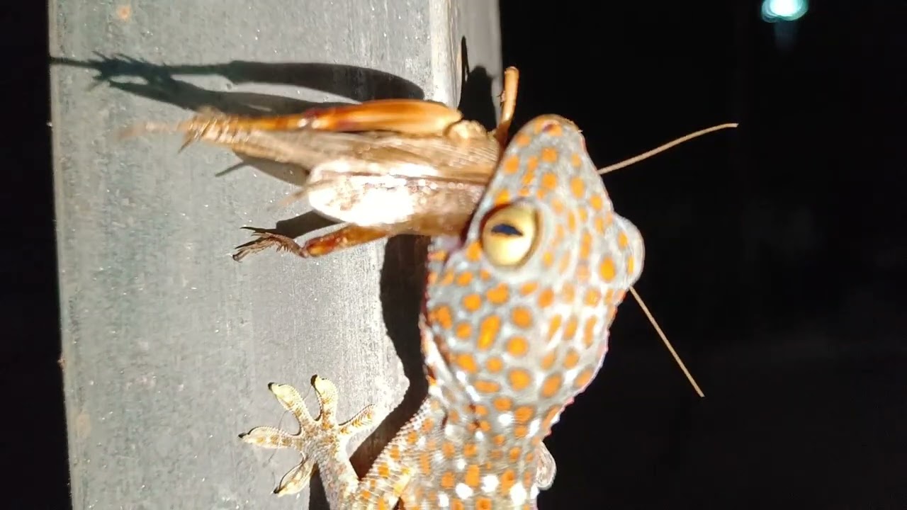 The Gecko is catching food.
