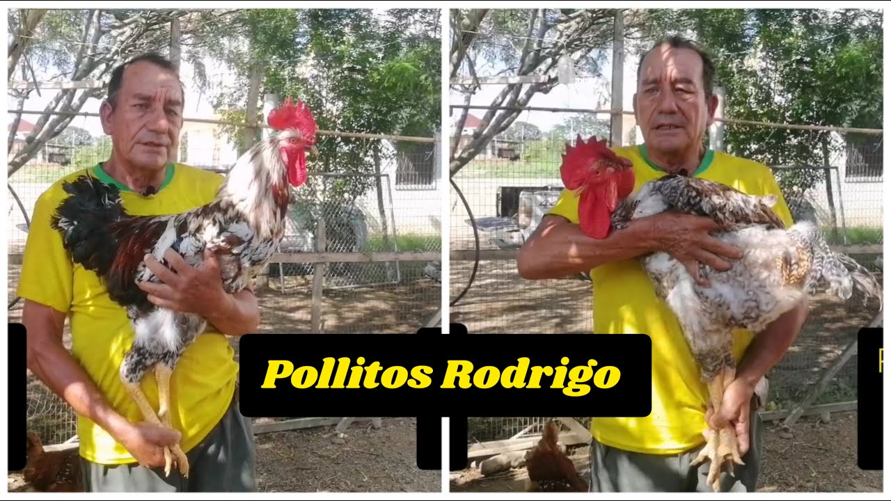 Pollitos de raza gigante #Milflor Colombiano en Ecuador - 2025