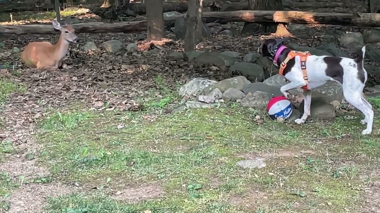 German Shorthaired Pointer Pointing at Deer