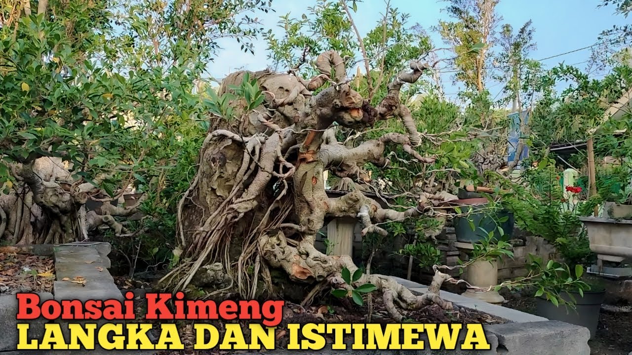 LANGKA DAN ISTIMEWA PROGRAM BONSAI KIMENG BANG YOYOK DILAHANNYA