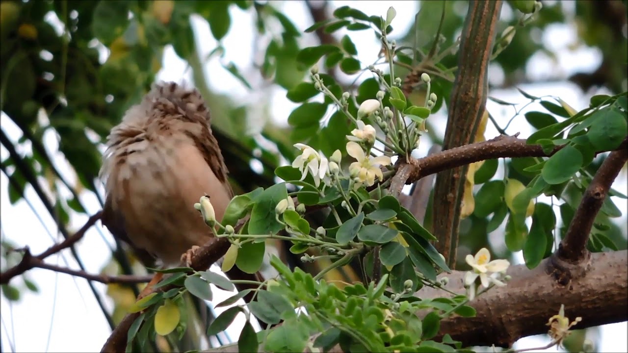 The Bird Dance