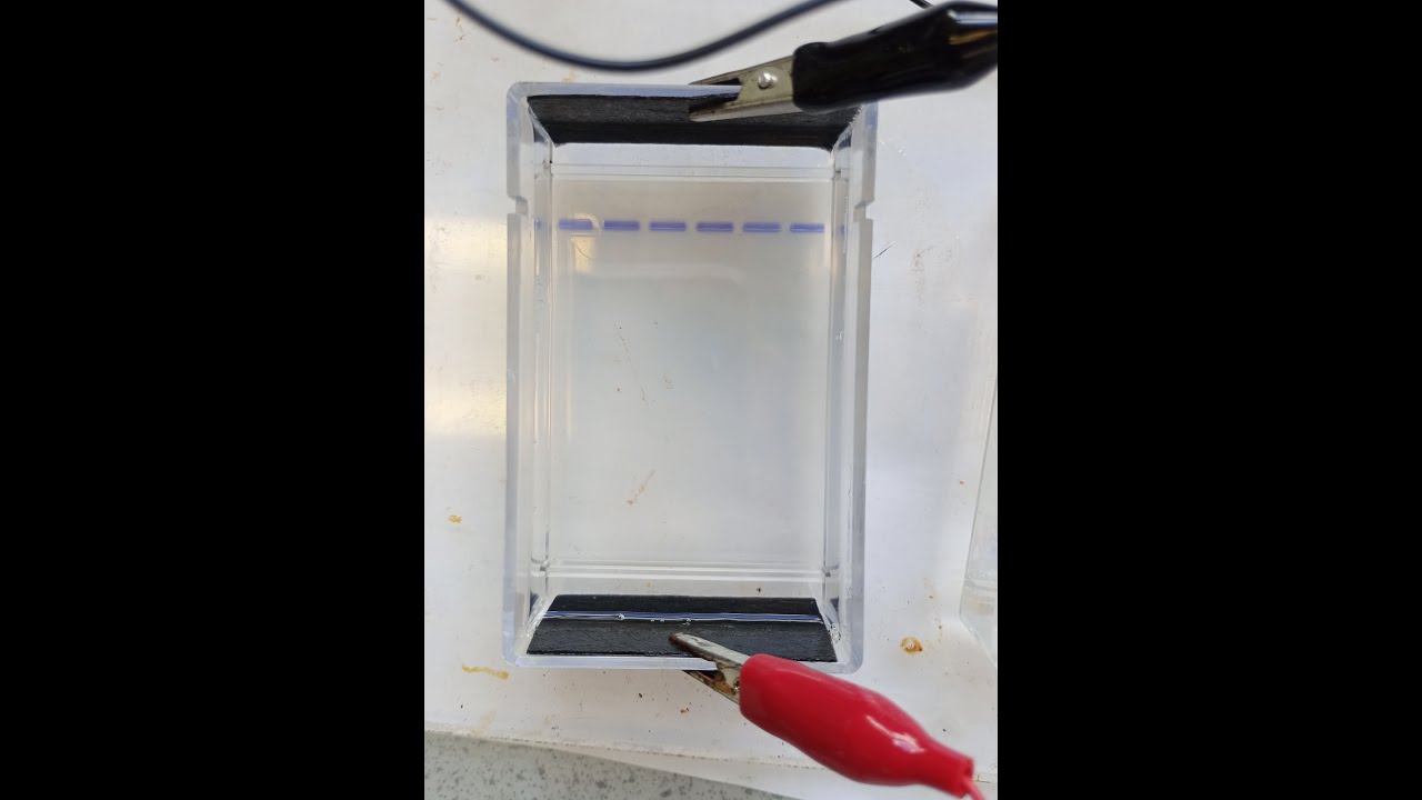 How to load an NCBE gel