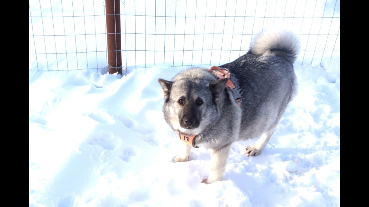 Kayley Norwegian Elkhound Female Soon Whelping Full Blood Elkhounds