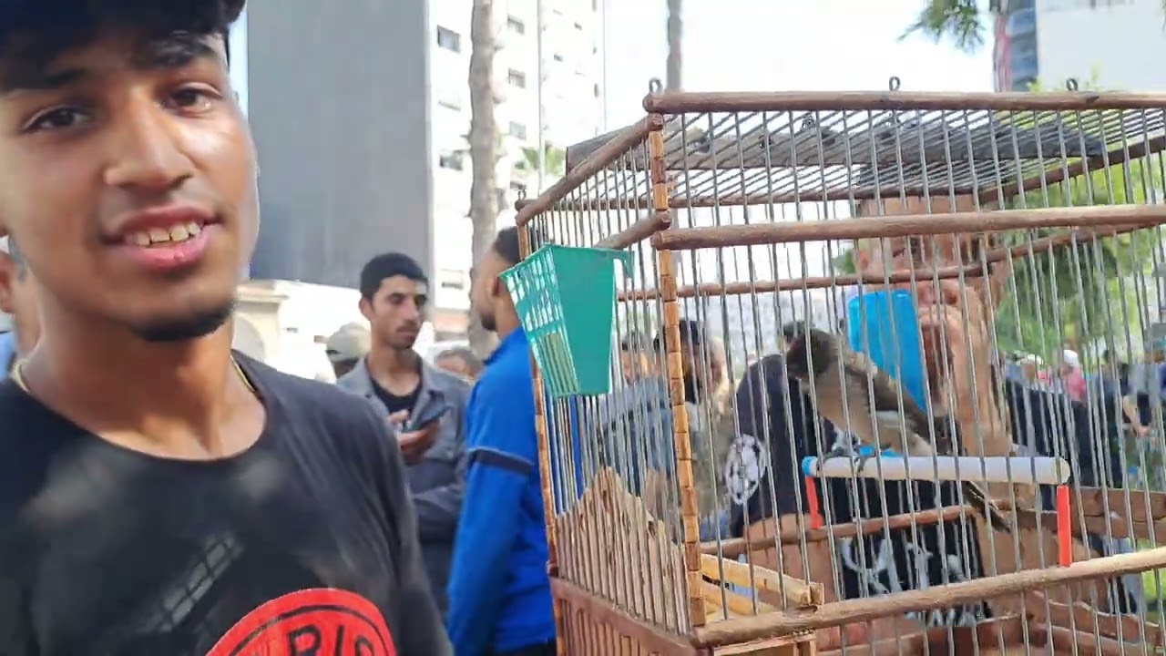 سوق القريعة للطيور والحيوانات بالدار البيضاء 🇲🇦اليوم الاحد 2025/8/17 قورع  وطواط الحداد خير موجود
