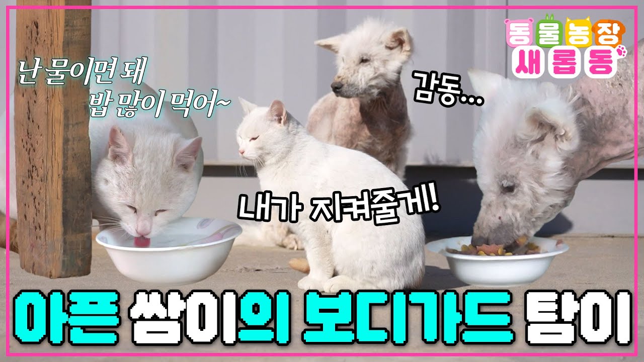 [#새롭동물농장] 식탐쟁이 '탐이'가 아픈 친구 위해 밥까지 포기한 기적 같은 우정🫂/ EP.1258 #TV동물농장 #AnimalFarm #SBSstory