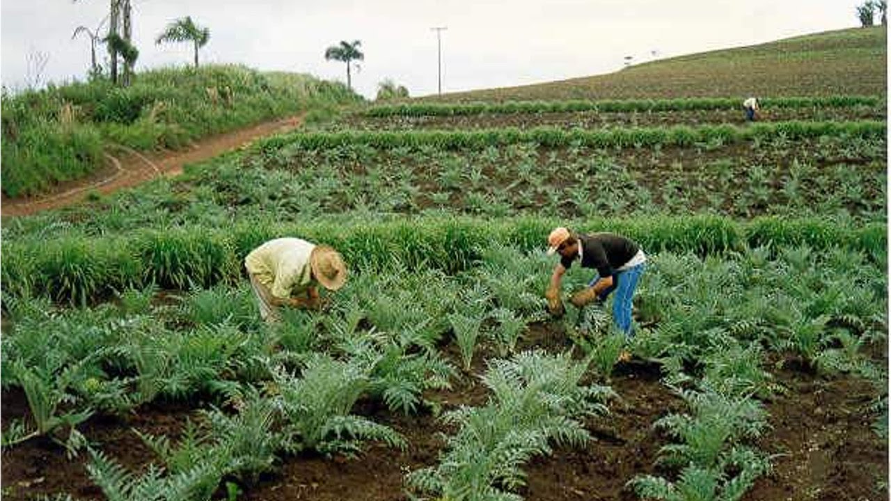 Curso Produção Comercial de Plantas Medicinais - Colheita - Cursos CPT