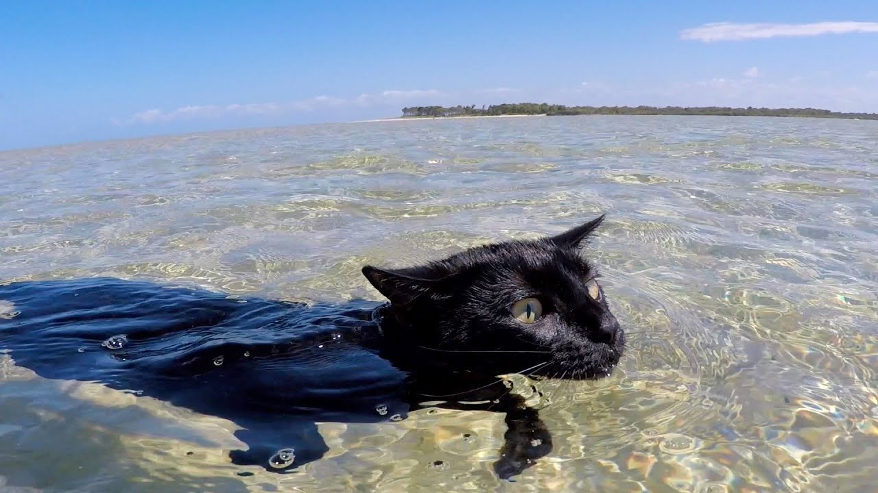 Cat loves to swim and doesn't want to stop!