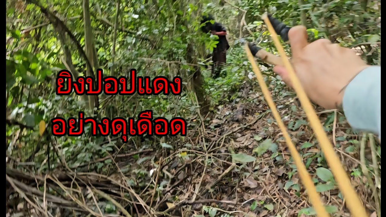 ไล่ล่าปอปแดงตอนมันบาดเจ็บยิงมันให้ลงจากต้นไม้ดุเดือดมาก