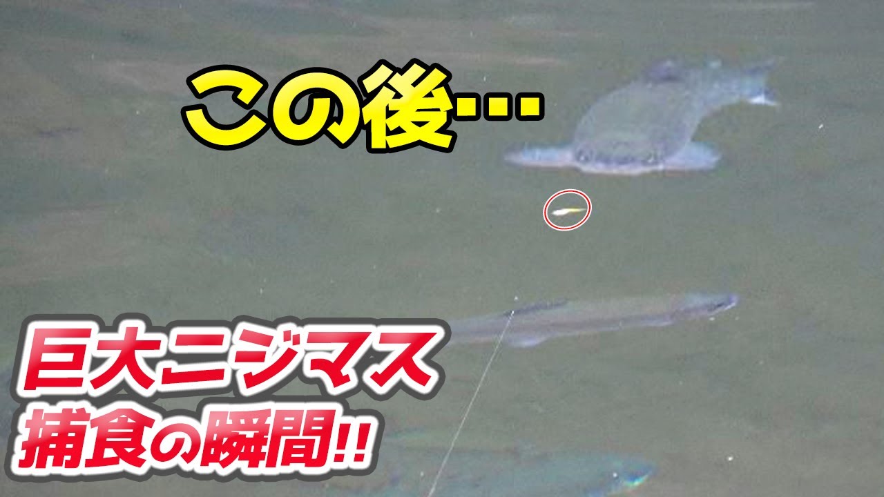 初心者でも簡単に釣れる！裾野フィッシングパーク攻略法【エリアトラウト・管理釣り場】／HartDesign TV(ハートデザインTV) 【Vol.334】