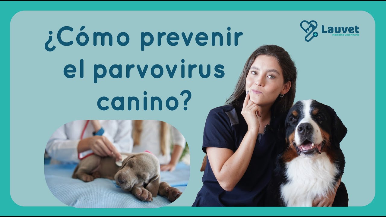 ¿CÓMO PREVENIR EL PARVOVIRUS EN PERROS? - Lauvet