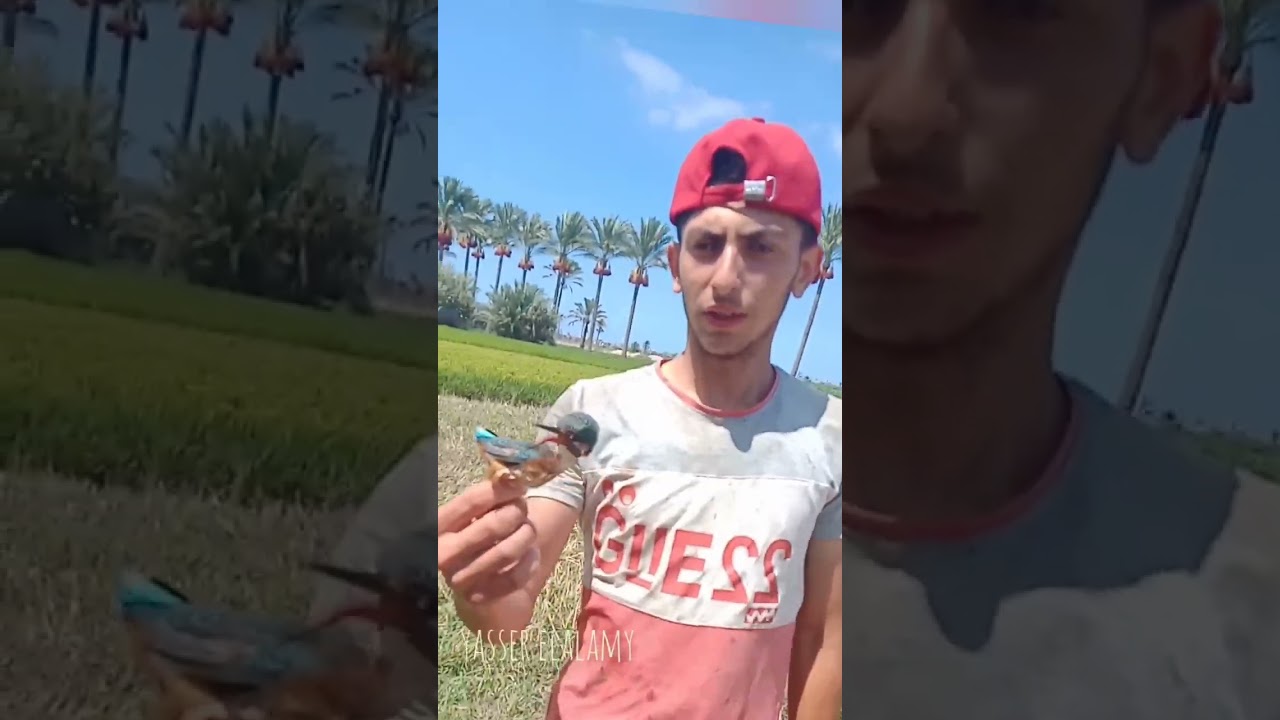 غزو النقشار.. والسقوط على حبال الدبق.