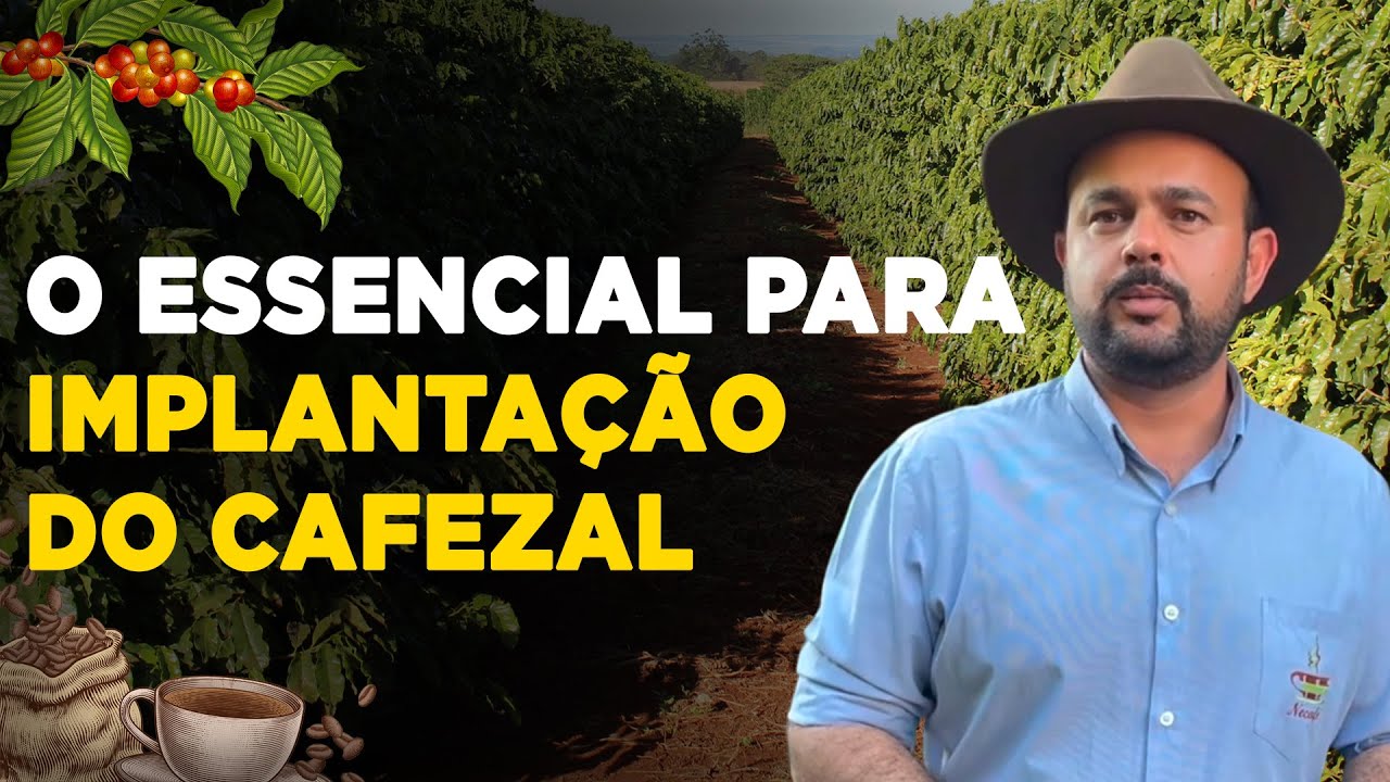 Como Fazer a Implantação Correta da Lavoura de Café