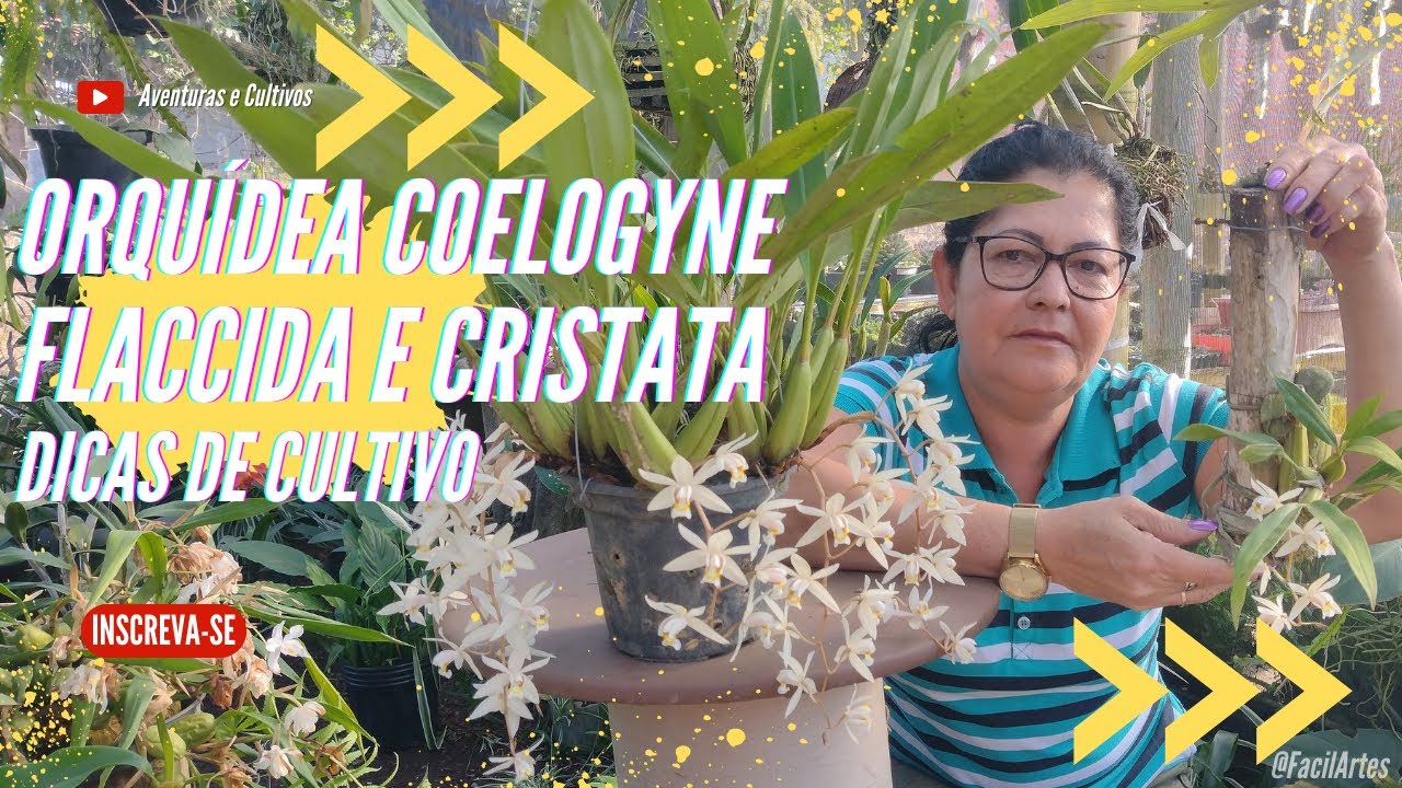 Orquídea coelogyne flaccida e cristata - Floração e dica de cultivo.