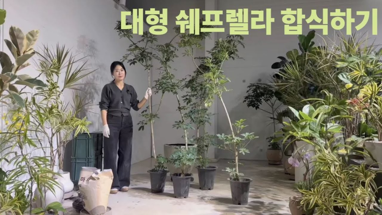 딥가든ㅣ 대형쉐프렐라 합식하기 ㅣ