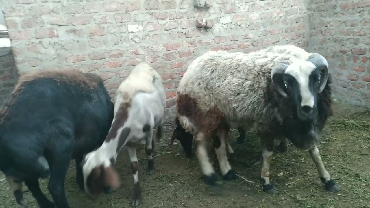 توضيح عن كل ما يخص النعجه الكبيرة فى السن