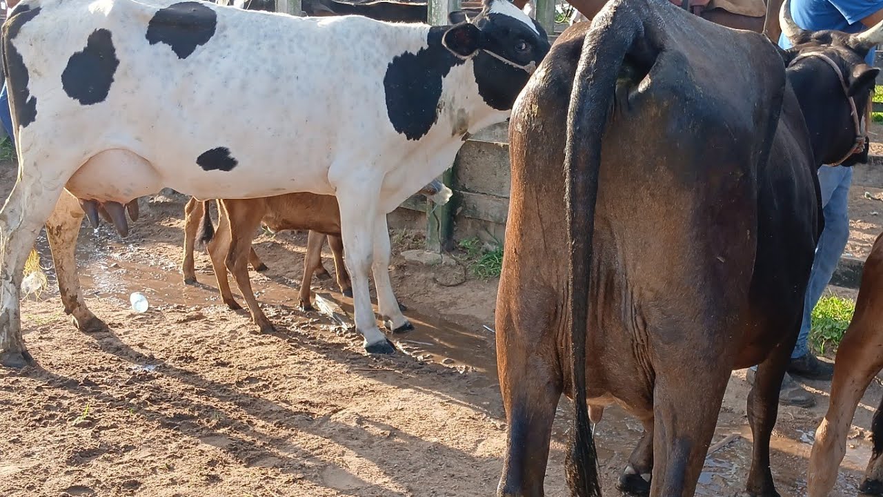 FEIRA DO GADO DE AGUAS BELAS PE 87981470453
