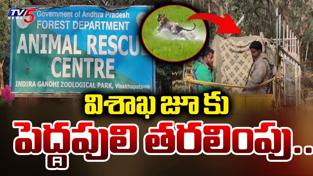 విశాఖ జూ కు పెద్దపులి తరలింపు...Rescued TIGER Shifted To Vizag Zoo for Rehabilitation | TV5 News