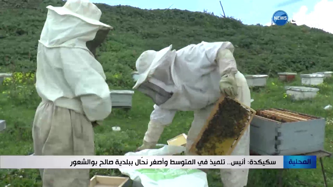 سكيكدة : أنيس... تلميذ في المتوسط وأصغر نحّال ببلدية صالح بوالشعور