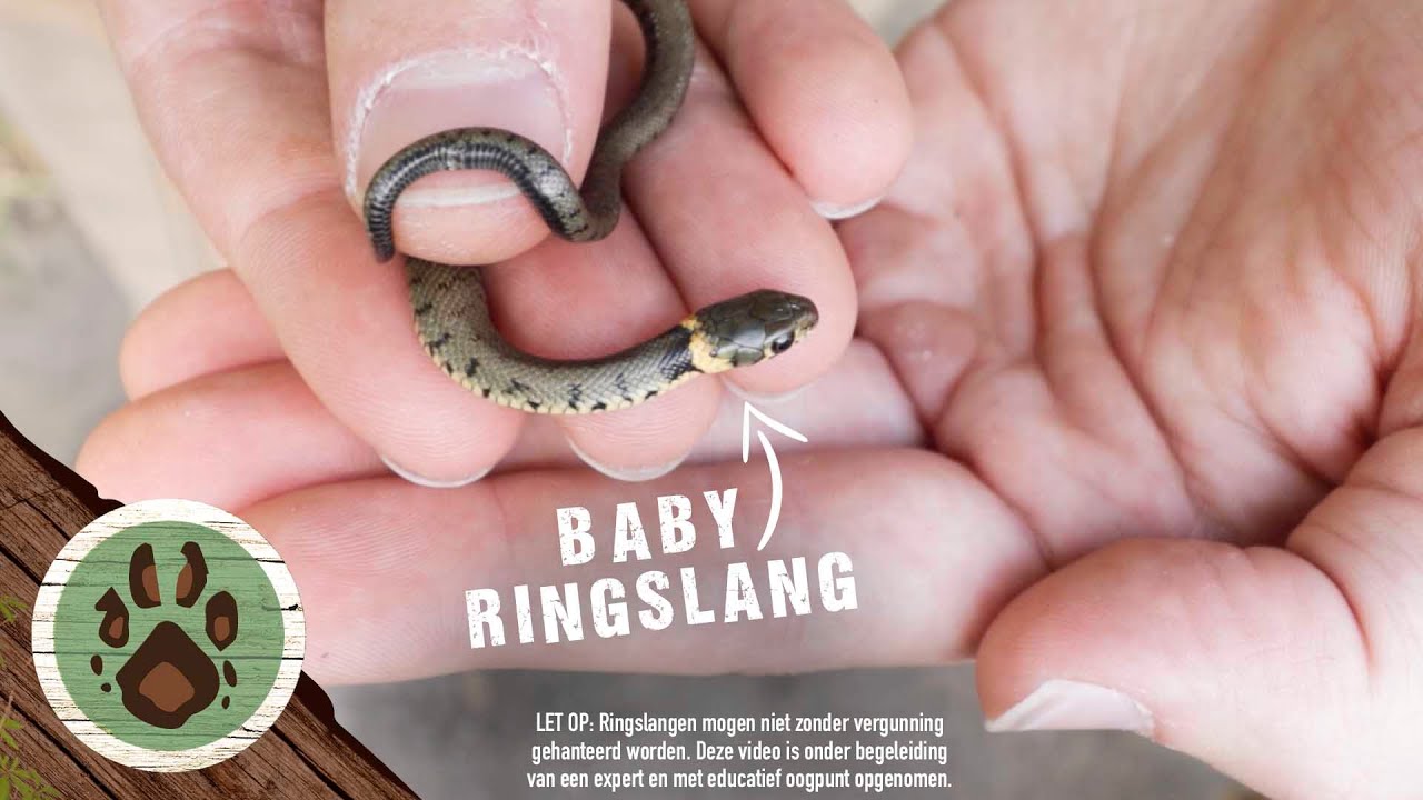 BABY RINGSLANG IS ZO CUTE! Slangen komen uit het ei in Nederland