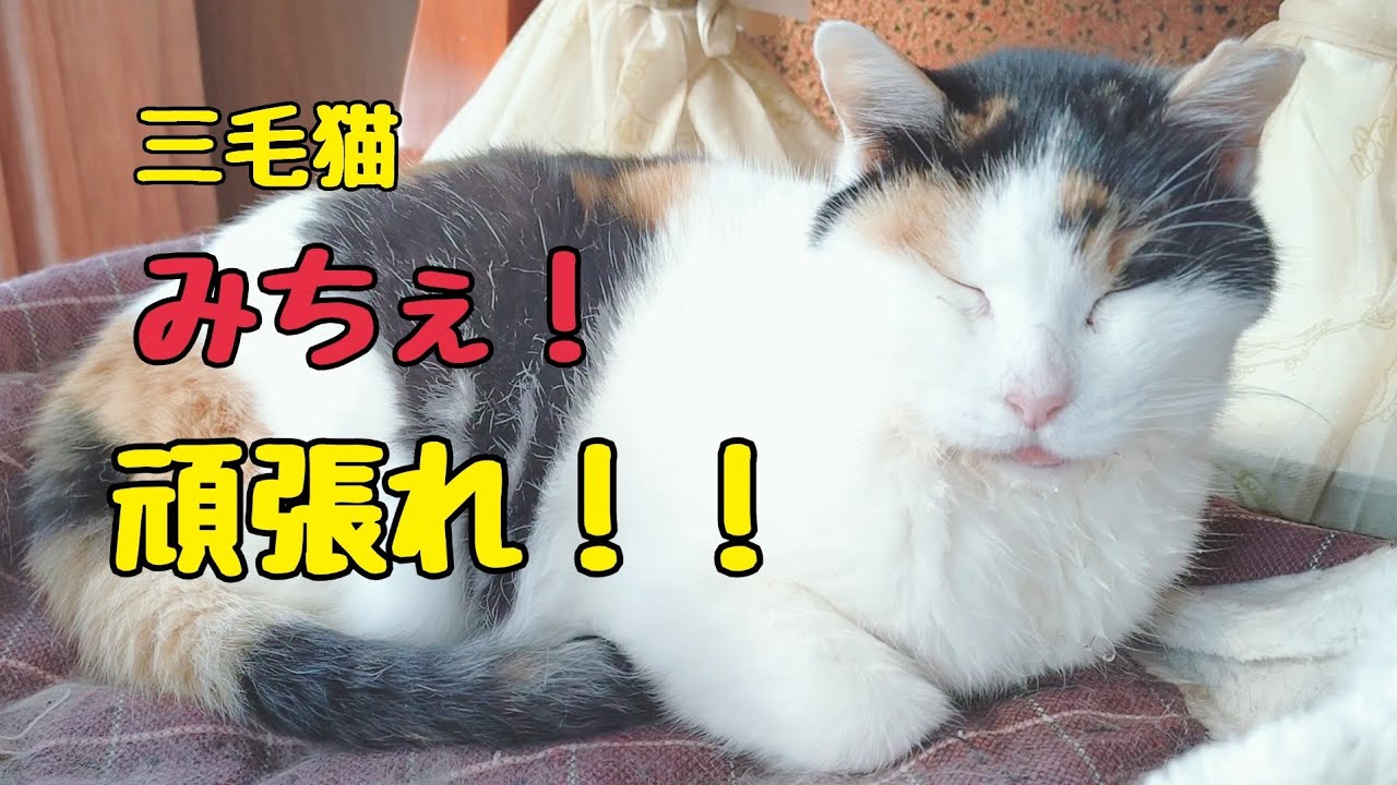 15歳の三毛猫みちぇ！今朝からご飯食べれない💧保護した日から毎日可愛い、回復を祈るばかり