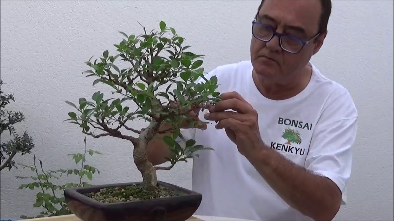 Pinzado y trasplante de un bonsai ficus Tiger Bark