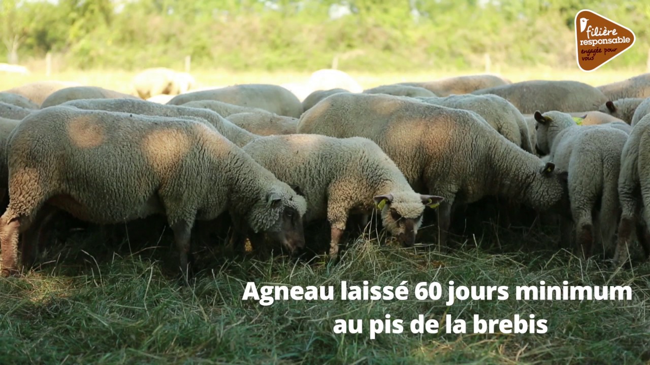 L'agneau du Poitou-Charentes - Filière responsable