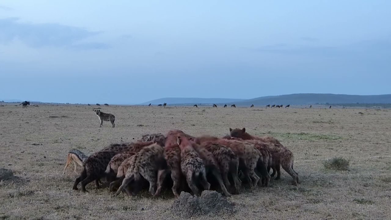 Stado hien zabija gnu