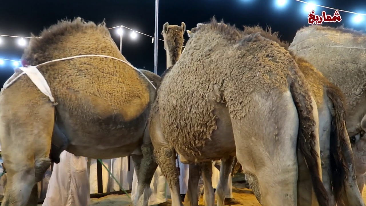 حراج عنيزة للإبل يوم الأربعاء   17 / 9 / 1440هـ ( الجزء الأول )