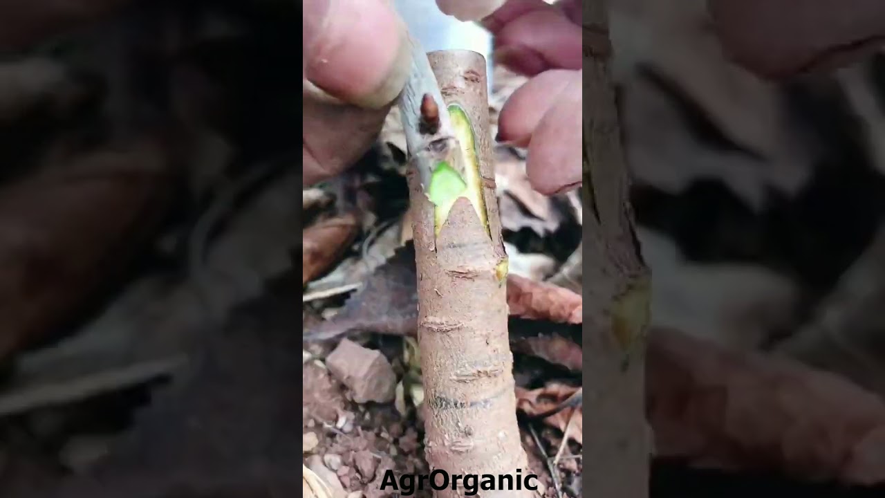 How to  do budding and grafting in fruit plant
