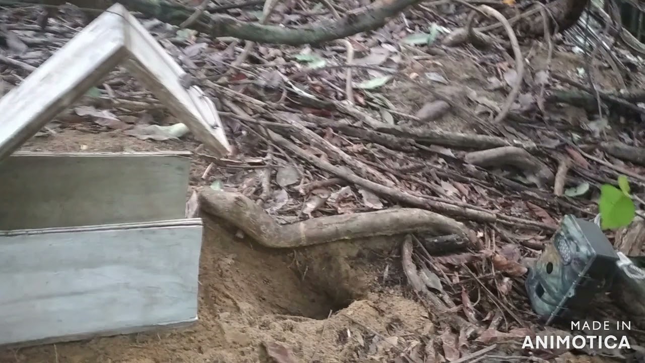 Catching a  Blue Land Crab using a box trap.