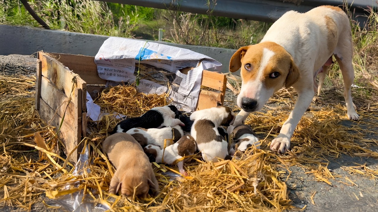 A mother dog and her tiny puppies were left out in the open, searching for shelter and safety.